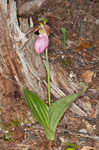 Pink lady's slipper <BR>Moccasin flower